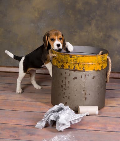 Why Does My Dog Get Into The Trash?