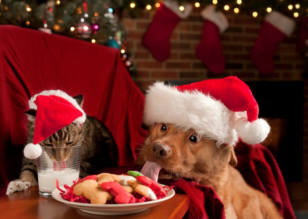 Dog Treat Recipes for the Holidays