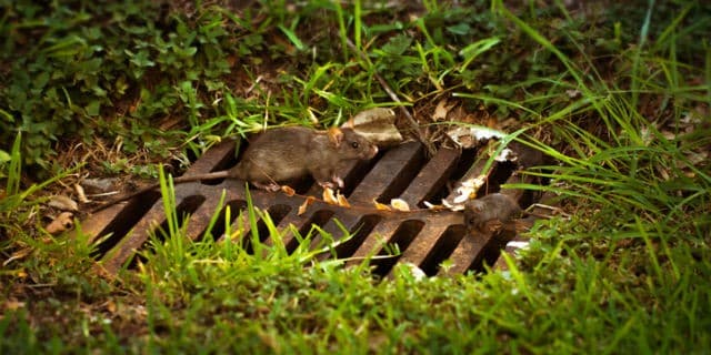 Dog Poop Attracts Rodents