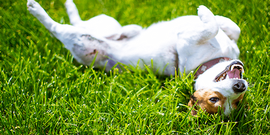 The Causes of Common Dog Poop Colors