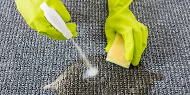 Cleaning Dog Poop From The Carpet