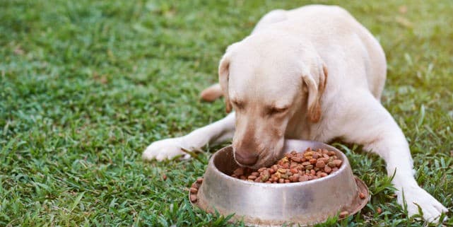 An Introduction to Probiotics and Your Dog&#8217;s Digestive System