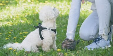 How to Get Rid of the Smell of Dog Poop in Your Yard