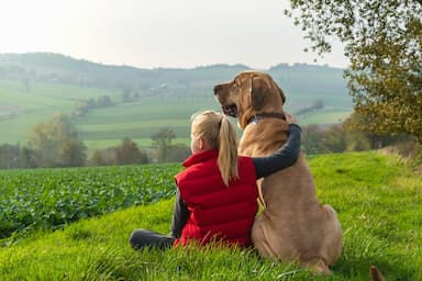 How To Train Your Senior Dog