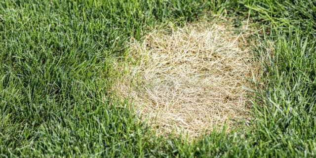 How to Prevent Dog Urine Spots on Your Lawn