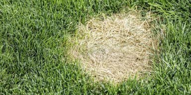 How to Prevent Dog Urine Spots on Your Lawn