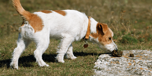 What is Coprophagia? The Dangers of Your Dog Eating Its Own Poop