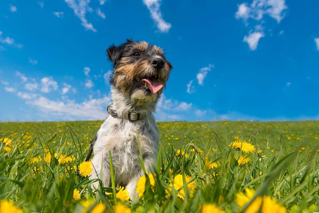 Springtime Tips for Dog Owners