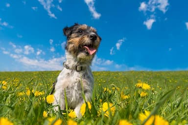 Springtime Tips for Dog Owners