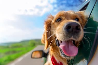 Top 5 Ways of Removing Dog Hair from Your Car