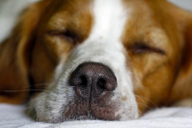 Spotlight on the Brittany Spaniel