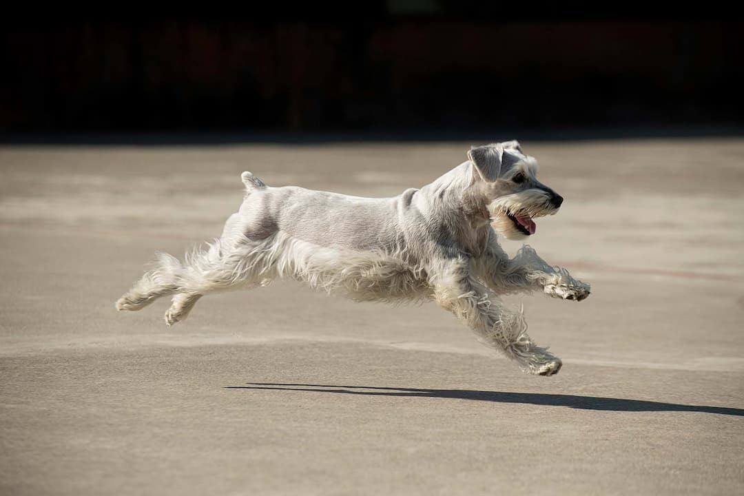 Sissy the Schnauzer