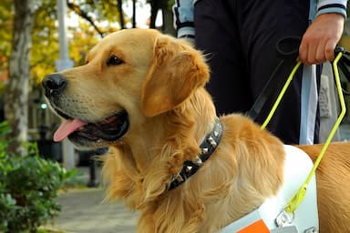 Service Dogs Top Ten Best Breeds