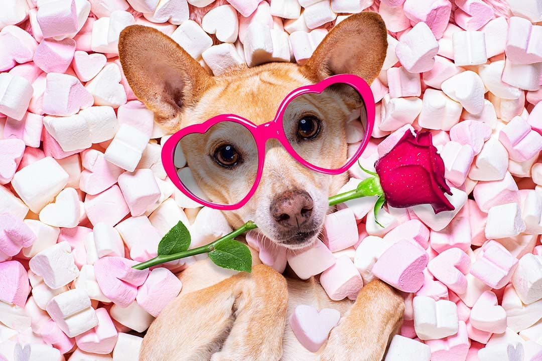 Is Your Pet Your Valentine This Year?